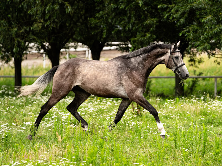 Polish Halfbred Gelding 4 years 16,1 hh Gray in BałdońGodziesze