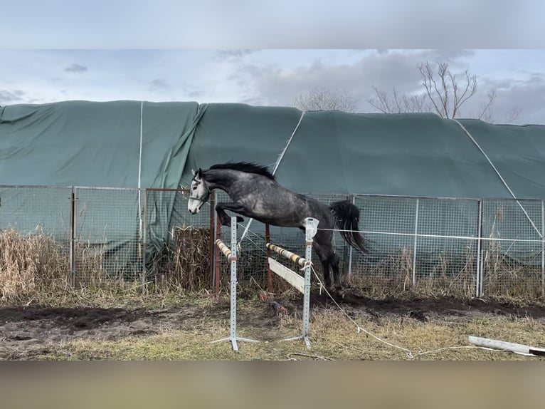 Polish Halfbred Gelding 4 years 16,2 hh Gray in Santok