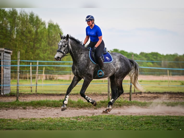 Polish Halfbred Gelding 4 years 16.2 hh Grey in Zakrzyce
