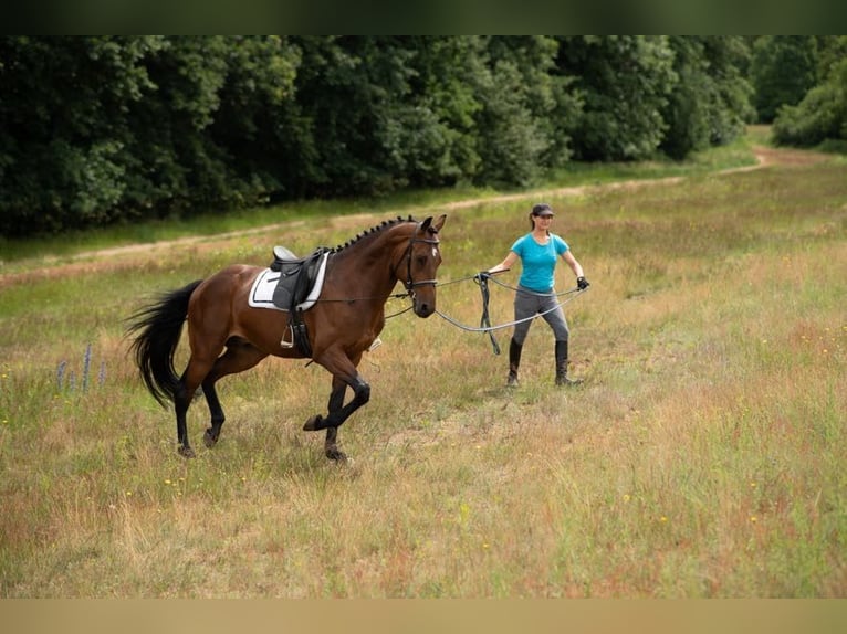 Polish Halfbred Gelding 4 years 16 hh in Poznań