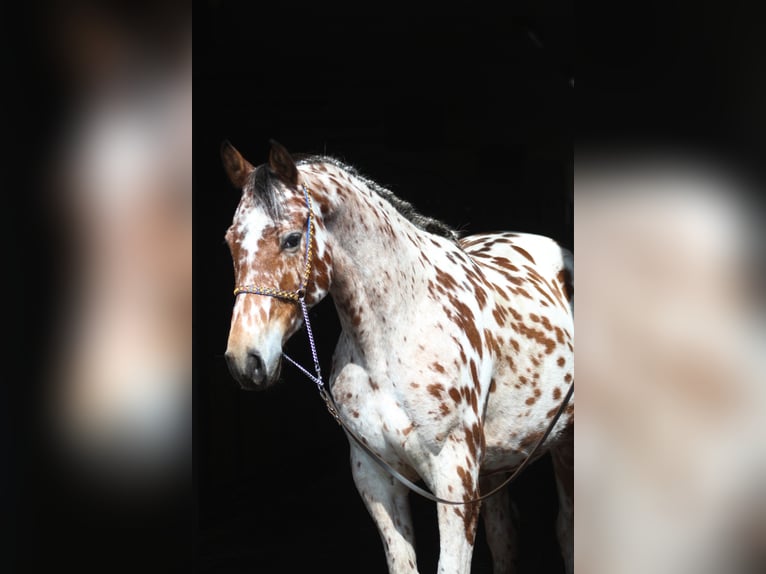 Polish Halfbred Gelding 4 years 16 hh Leopard-Piebald in Santok