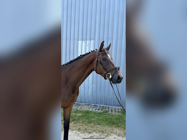 Polish Halfbred Gelding 4 years 16,1 hh Bay in Ro&#x17C;nowo