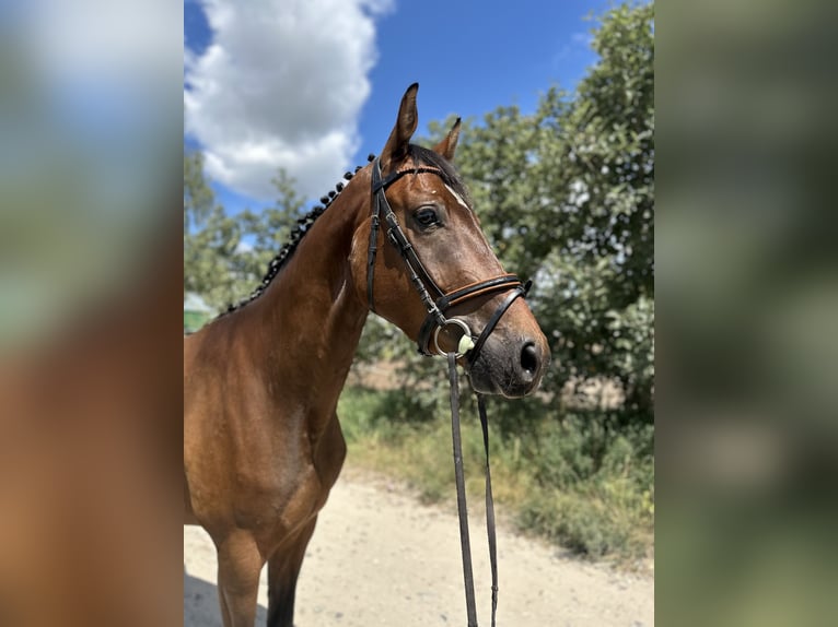 Polish Halfbred Gelding 4 years 16,1 hh Bay in Ro&#x17C;nowo