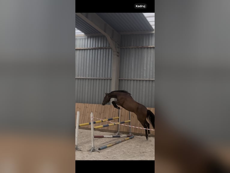 Polish Halfbred Gelding 4 years 16,1 hh Bay in Ro&#x17C;nowo