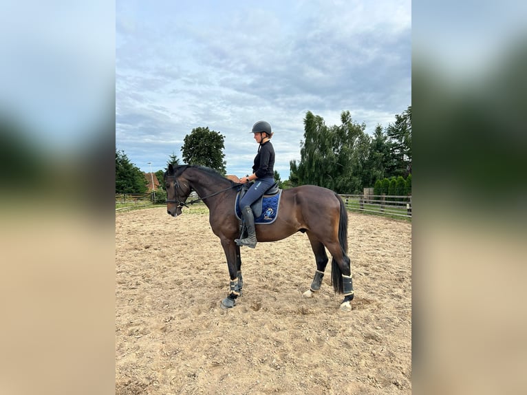 Polish Halfbred Mix Gelding 4 years 16,1 hh Smoky-Black in Wroclaw