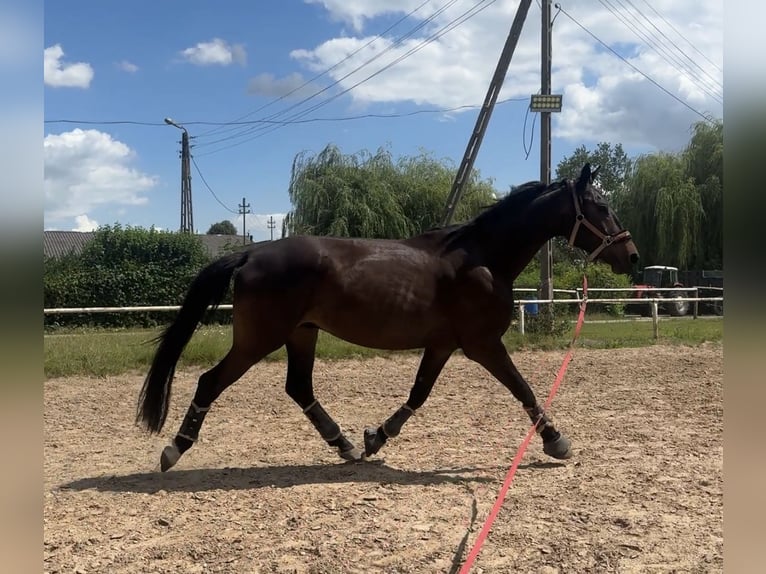 Polish Halfbred Mix Gelding 4 years 16,1 hh Smoky-Black in Wroclaw