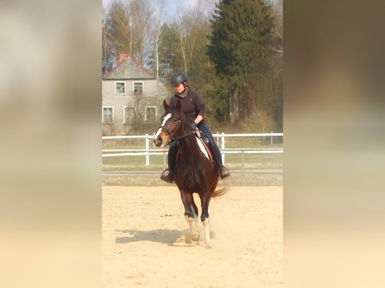Polish Halfbred Gelding 4 years 16,2 hh Pinto in Santok