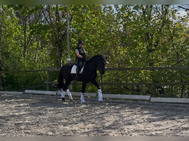 Polish Halfbred Gelding 4 years 16,3 hh Black in Wałbrzych