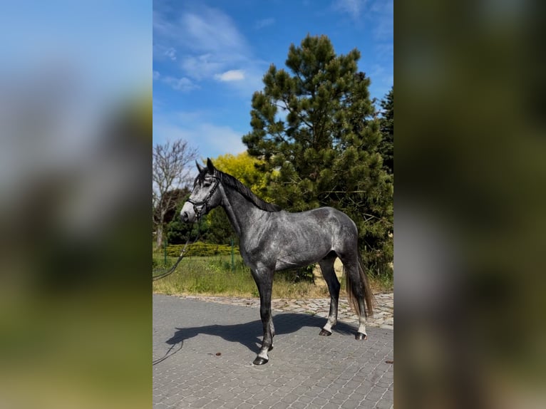 Polish Halfbred Gelding 4 years 17 hh Gray in M&#x105;koszyce
