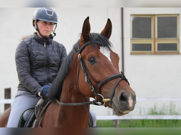 Polish Halfbred Gelding 4 years Bay in Buk&#xF3;w