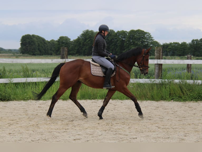 Polish Halfbred Gelding 4 years Bay in Buk&#xF3;w