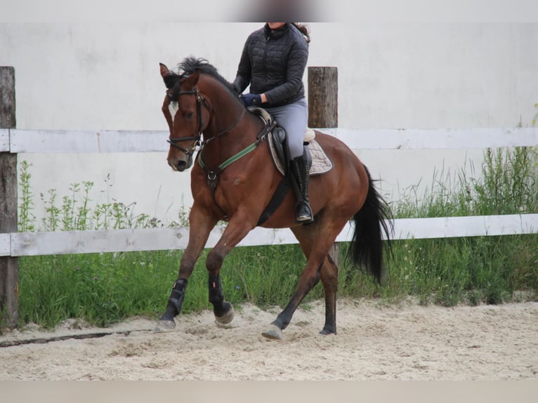 Polish Halfbred Gelding 4 years Bay in Buk&#xF3;w