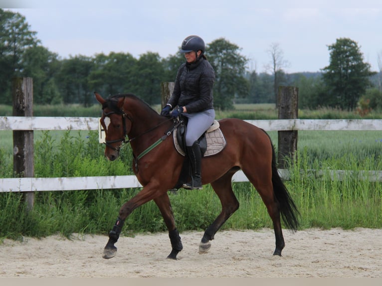 Polish Halfbred Gelding 4 years Bay in Buk&#xF3;w