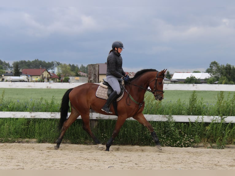 Polish Halfbred Gelding 4 years Bay in Buk&#xF3;w