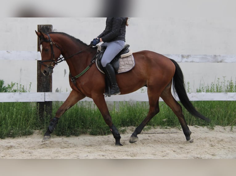 Polish Halfbred Gelding 4 years Bay in Buk&#xF3;w