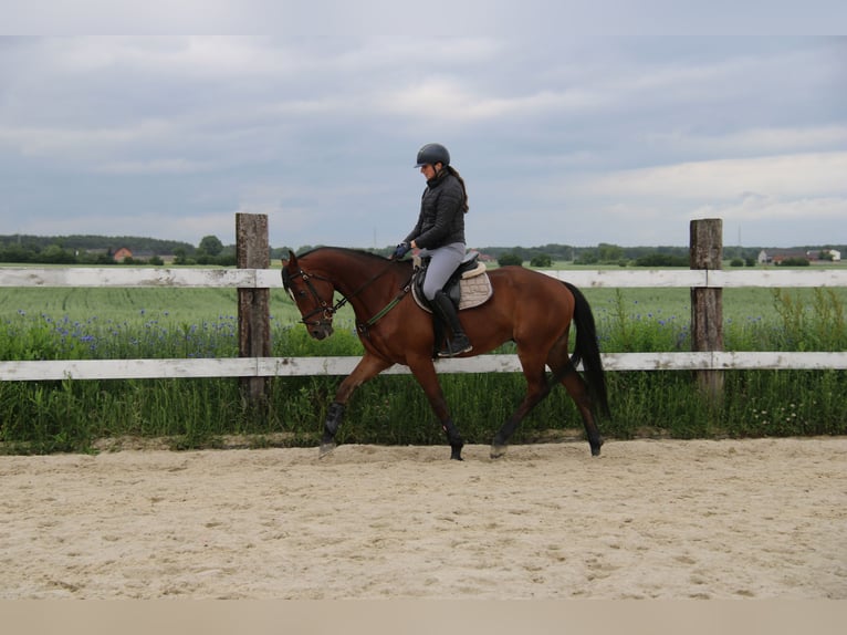Polish Halfbred Gelding 4 years Bay in Buk&#xF3;w