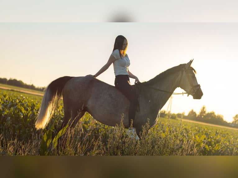 Polish Halfbred Mix Gelding 5 years 15 hh Grey in Zgierz