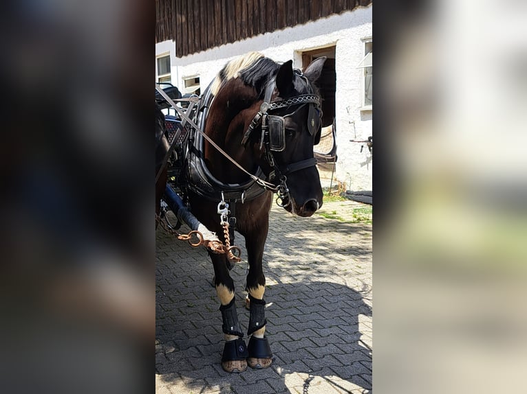 Polish Halfbred Gelding 5 years 15 hh Pinto in Baindt