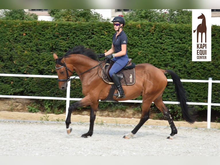 Polish Halfbred Gelding 5 years 16,1 hh Brown in Wałbrzych