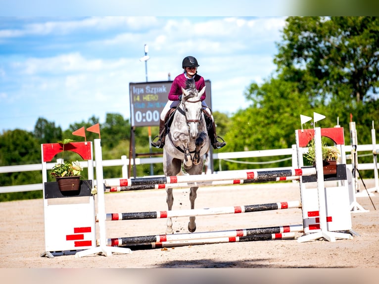 Polish Halfbred Gelding 5 years 16,1 hh Gray in NYSA