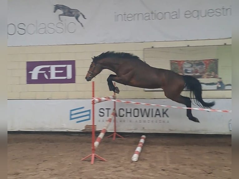 Polish Halfbred Gelding 5 years 16 hh Brown in Rogo&#x17A;no
