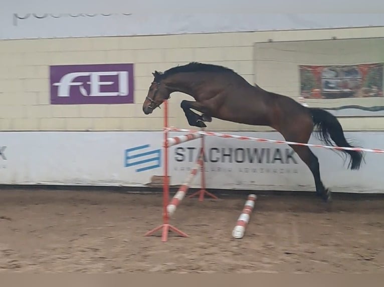 Polish Halfbred Gelding 5 years 16 hh Brown in Rogo&#x17A;no