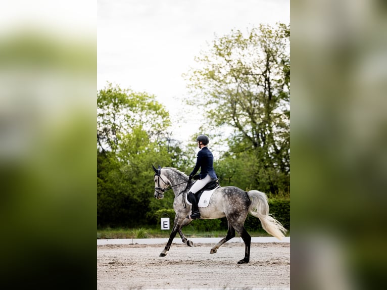 Polish Halfbred Gelding 5 years 16 hh Grey in Koszalin