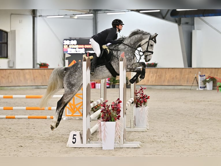 Polish Halfbred Gelding 5 years 16 hh Grey in Koszalin