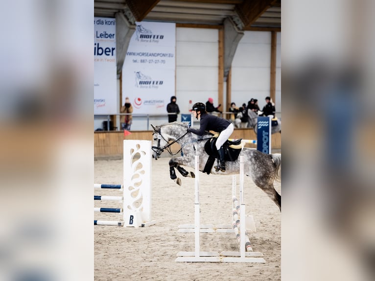 Polish Halfbred Gelding 5 years 16 hh Grey in Koszalin