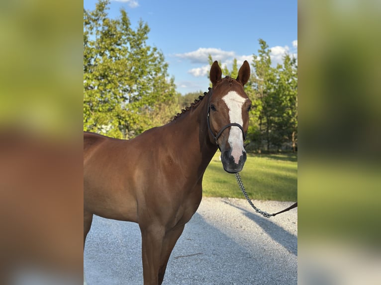 Polish Halfbred Gelding 5 years 16,1 hh Chestnut-Red in Grzegorzewice