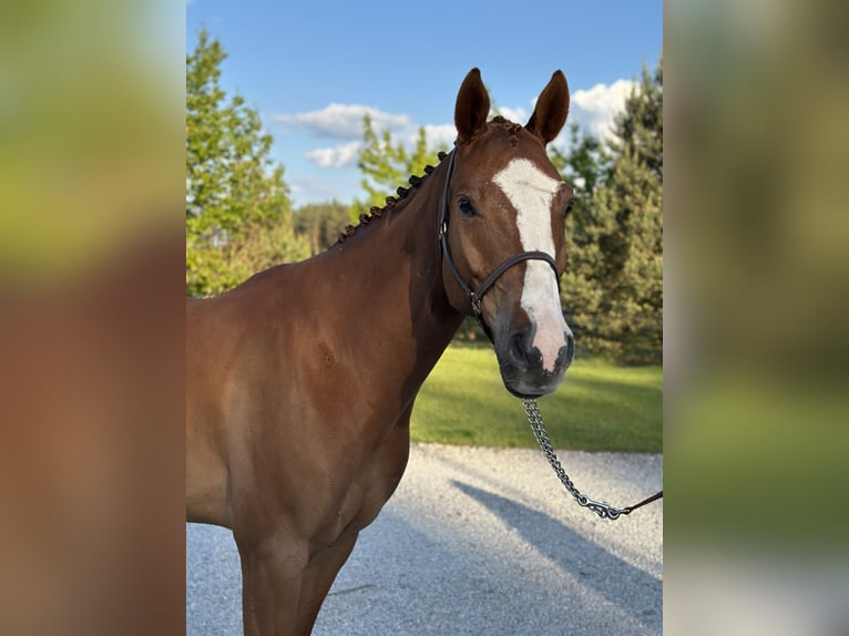 Polish Halfbred Gelding 5 years 16,1 hh Chestnut-Red in Grzegorzewice