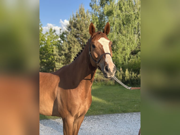 Polish Halfbred Gelding 5 years 16,1 hh Chestnut-Red in Grzegorzewice