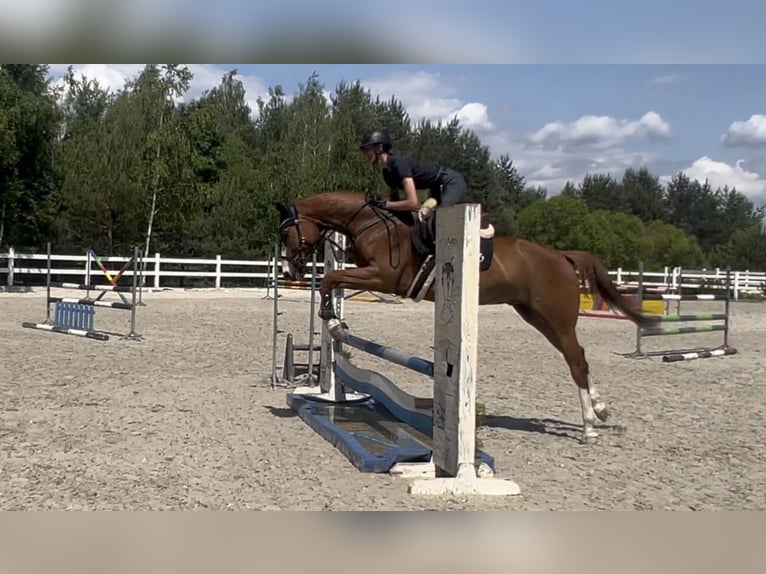 Polish Halfbred Gelding 5 years 16,1 hh Chestnut-Red in Grzegorzewice