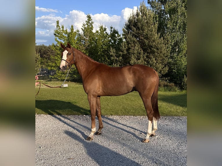 Polish Halfbred Gelding 5 years 16,1 hh Chestnut-Red in Grzegorzewice