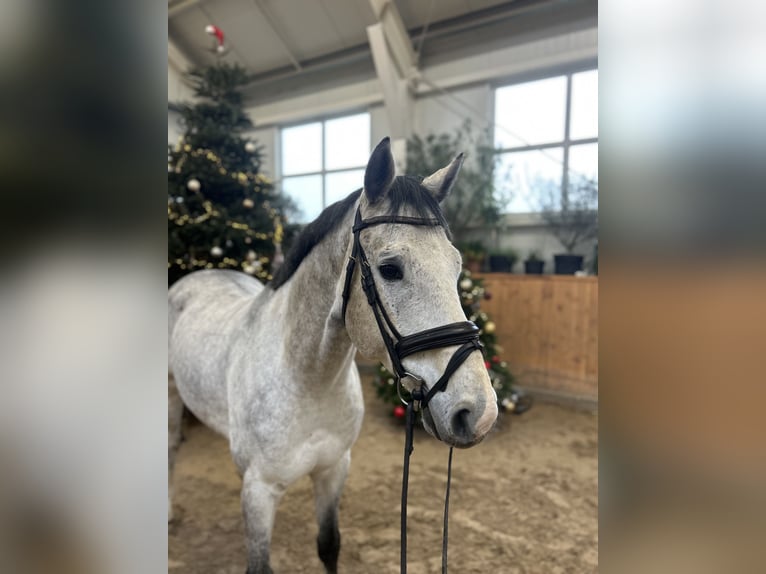 Polish Halfbred Gelding 5 years 16,1 hh Grey in Zaręby