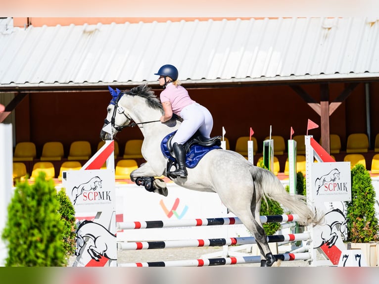Polish Halfbred Gelding 5 years 16,2 hh Gray in Jarocin