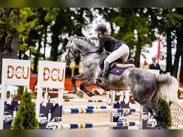Polish Halfbred Gelding 6 years 16,1 hh Gray in Zaręby