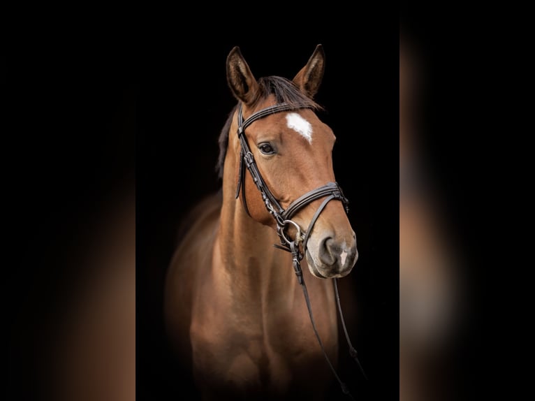 Polish Halfbred Gelding 6 years 16 hh Bay in e&#x142;k