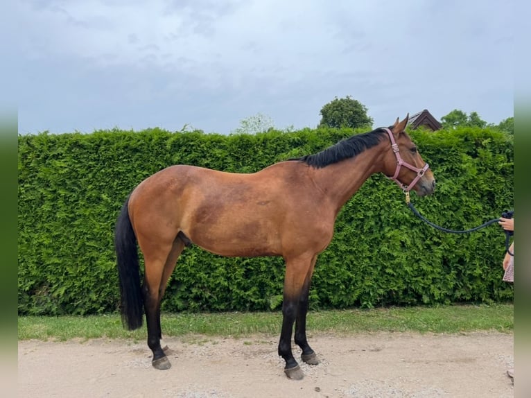 Polish Halfbred Gelding 6 years 16 hh Bay in e&#x142;k