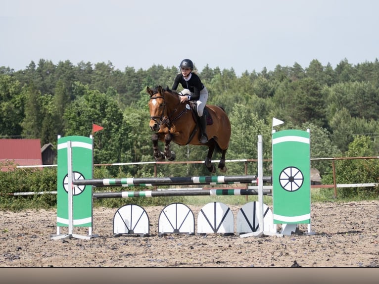 Polish Halfbred Gelding 6 years 16 hh Bay in e&#x142;k