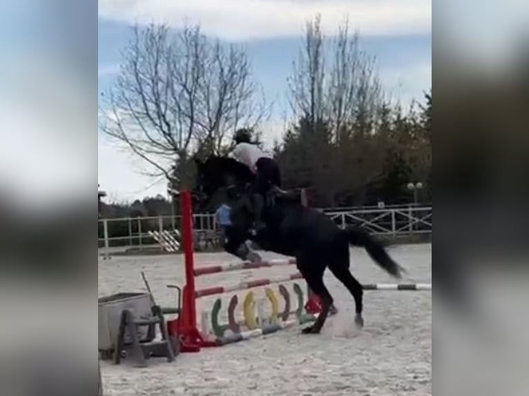 Polish Halfbred Gelding 6 years 16 hh Black in Lasocice