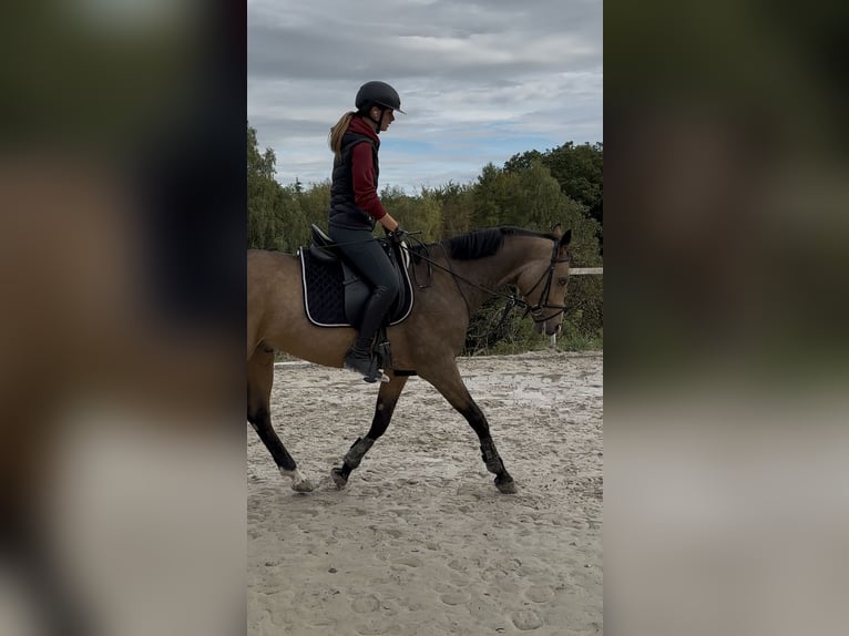 Polish Halfbred Gelding 6 years 16 hh Buckskin in Heiningen