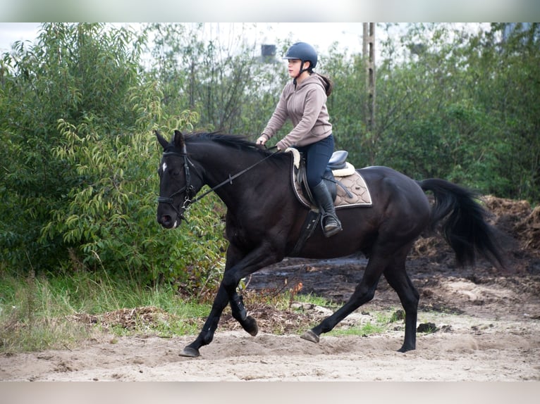 Polish Halfbred Gelding 6 years 16,2 hh Black in Bierawa