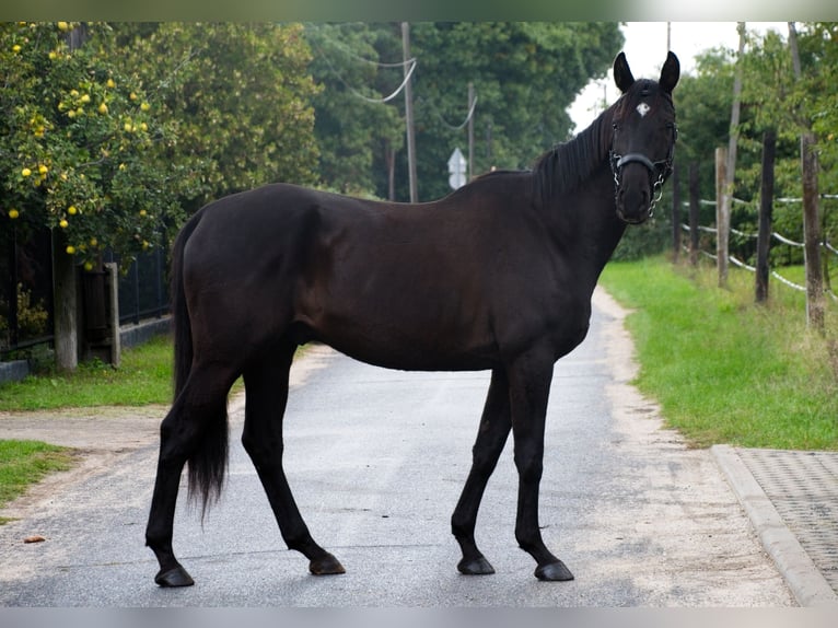 Polish Halfbred Gelding 6 years 16,2 hh Black in Bierawa