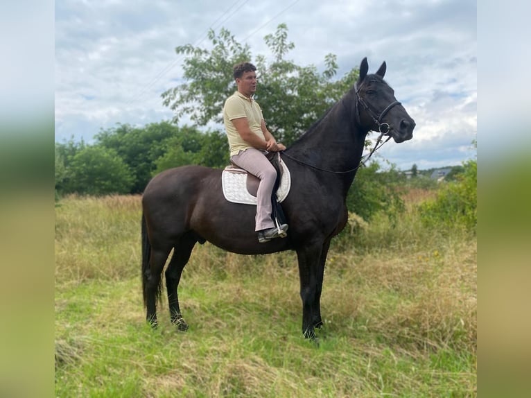 Polish Halfbred Gelding 6 years 16,3 hh Black in G&#xF6;rlitz