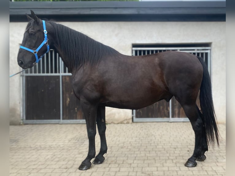 Polish Halfbred Gelding 6 years 16,3 hh Black in G&#xF6;rlitz