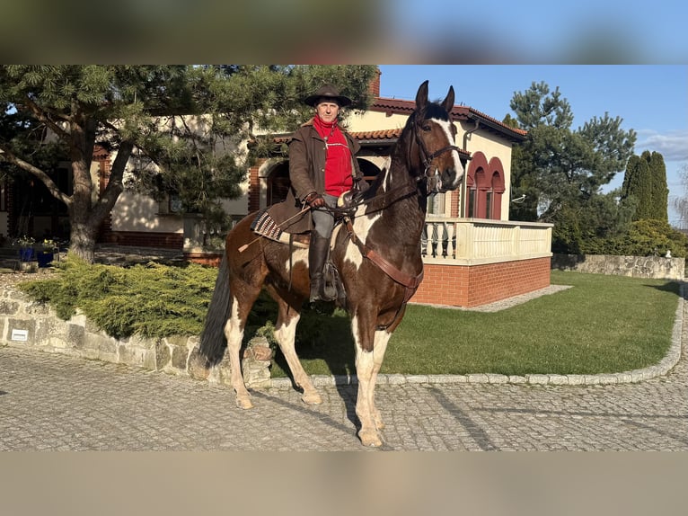 Polish Halfbred Gelding 6 years 17 hh Pinto in Nowogrodziec