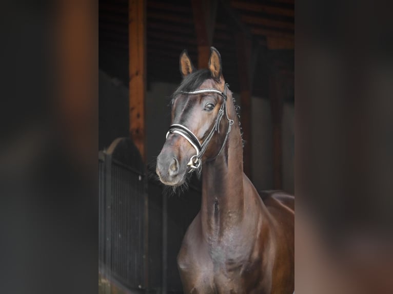 Polish Halfbred Gelding 6 years 17 hh Smoky-Black in Łazy