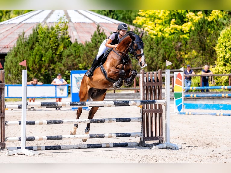 Polish Halfbred Gelding 6 years 17,1 hh Bay in &#x17B;ywiec