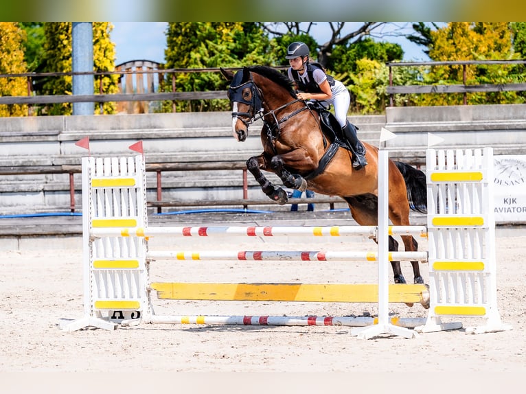 Polish Halfbred Gelding 6 years 17,1 hh Bay in &#x17B;ywiec